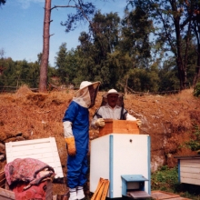 Hugo jobbar med sina bikupor