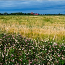 Klöver i Halland