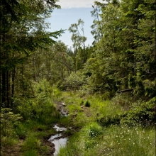 Stigen i skogen